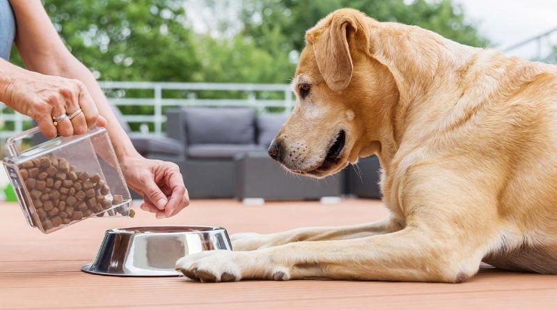 10 Useful Tips For Choosing The Right Food For Your Pet