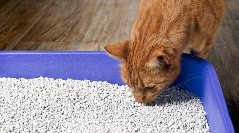 Flushable Cat Litter Sounds Like a Dream