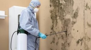 Why Early Mold Remediation Is Essential for Protecting Your Home and Health