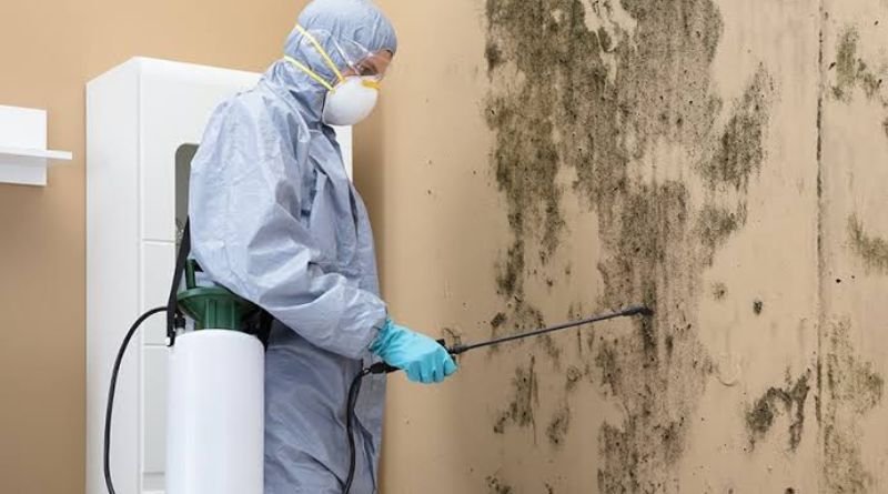 Why Early Mold Remediation Is Essential for Protecting Your Home and Health